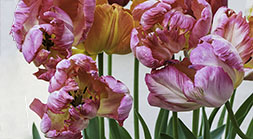Parrott Tulips 2020